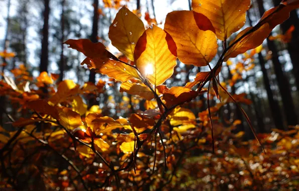 Picture autumn, forest, leaves, the sun, branches