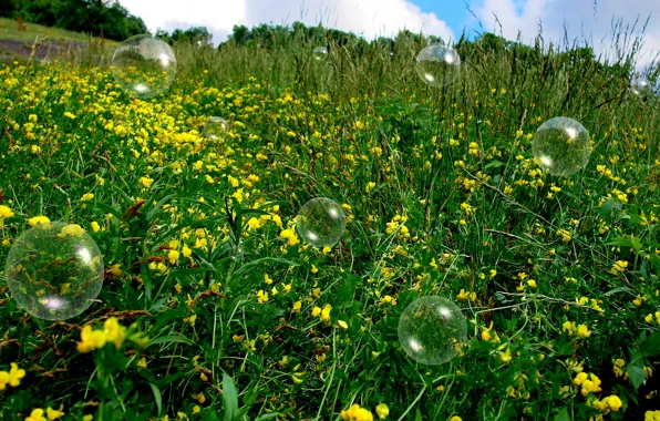 Picture field, summer, grass, Bubbles, summer, bubbles, grass, flowers