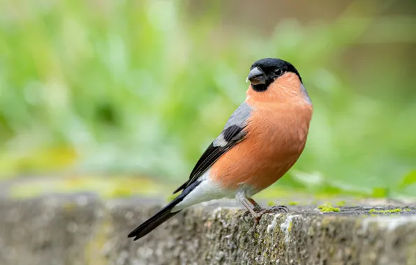 Bird, bullfinch, green background, bokeh, handsome