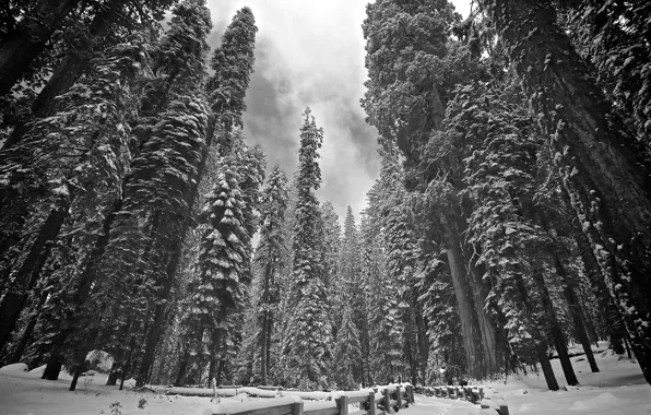 Forest, winter, snow, tree, sequoia, redwood