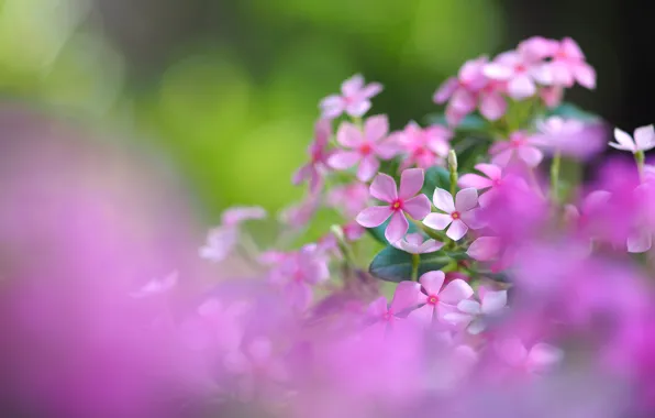 Field, nature, petals, meadow, inflorescence