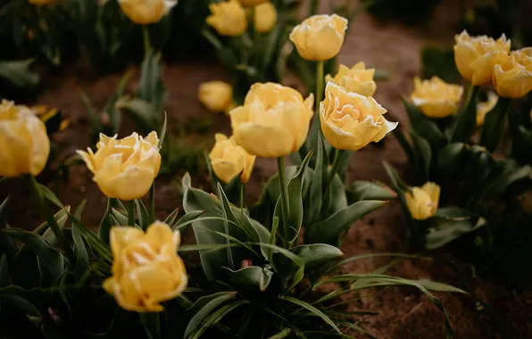 Flowers, yellow, the dark background, spring, tulips, flowerbed