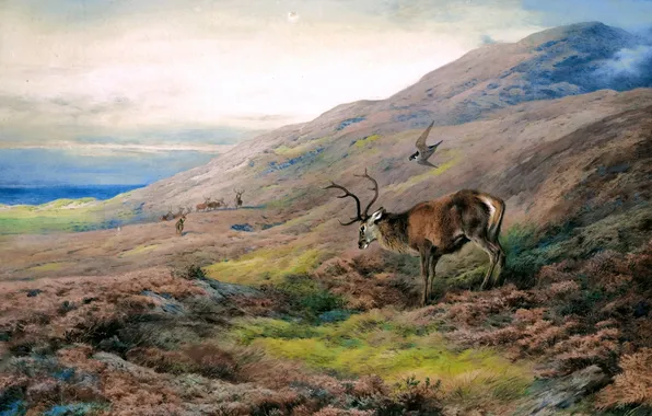 Birds, Picture, Deer, Highlands, Archibald Thorburn, Archibald Thorburn,, Scottish painter, Peregrine Falcons