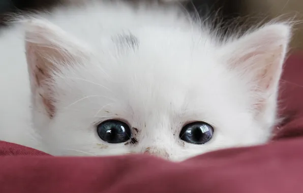 White, cat, kitty, hiding