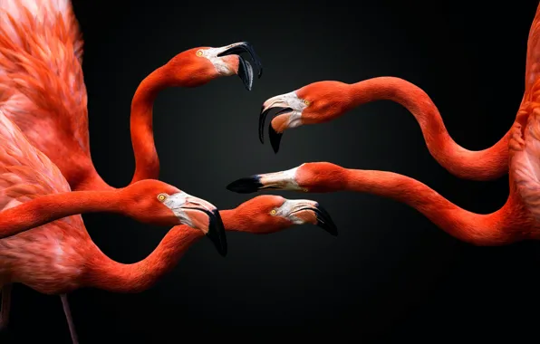 Picture bird, Flamingo, neck, Phoenicopterus roseus, pink flamingos
