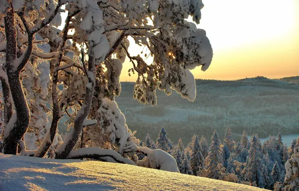 Winter, snow, trees, nature, ate, Hannu Koskela