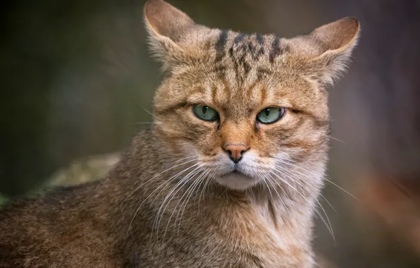 Cat, cat, look, face, background, portrait, evil, ears