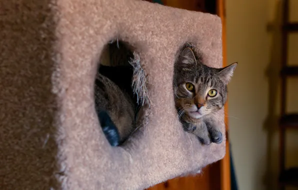 Cat, cat, look, face, comfort, grey, background, room