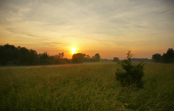 Forest, the sun, sunrise, lawn, tree