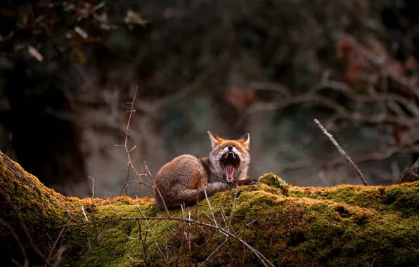Forest, face, branches, nature, pose, tree, moss, mouth