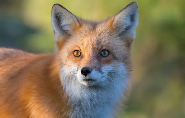 Picture look, face, background, portrait, Fox, red