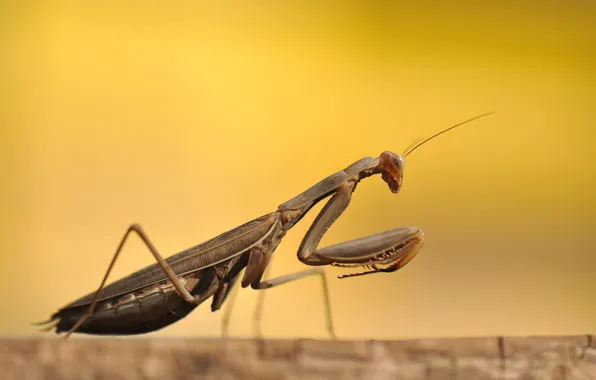 Picture macro, beetle, Mantis