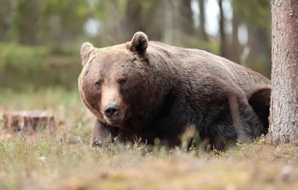 Forest, look, face, nature, pose, tree, bear, lies