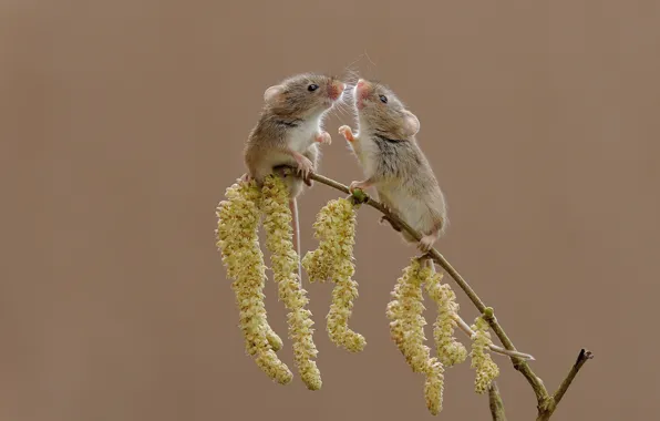 Picture background, branch, mouse, the mouse is tiny