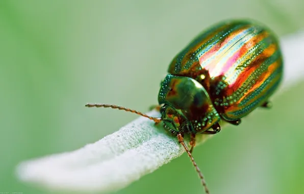 Macro, green, beetle, insect, Golden