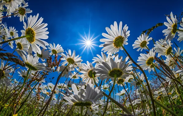 The sky, the sun, flowers, chamomile