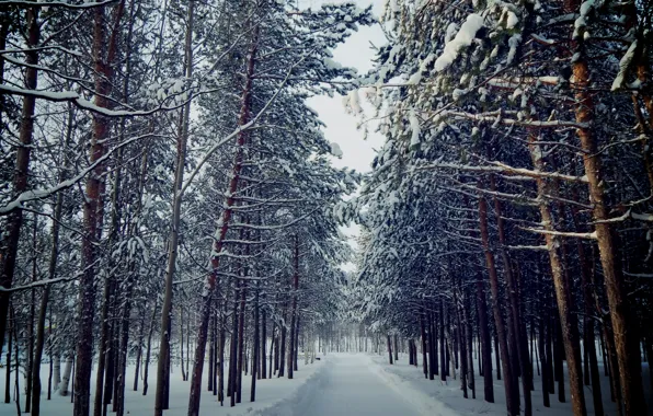 Winter, autumn, snow, trees, love, landscape, snowflakes, nature