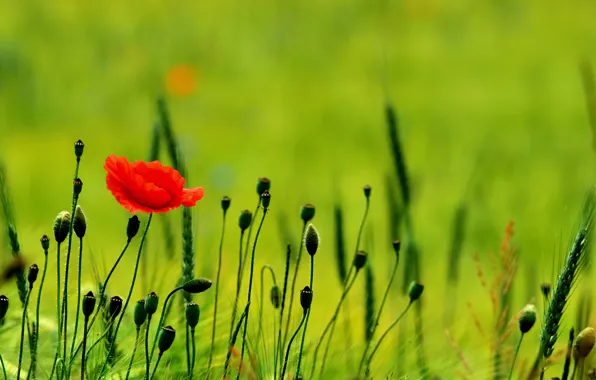 Greens, field, nature, Maki