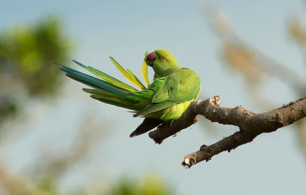 Branches, nature, bird, parrot