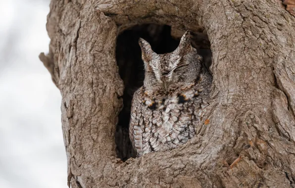 Tree, owl, bird, sleep, sleeping, grey, bark, the hollow