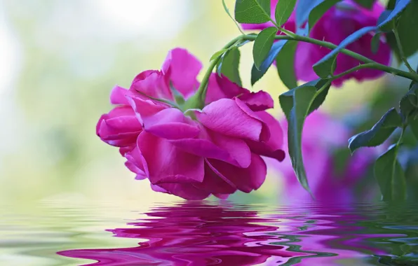 Water, macro, reflection, rose, Bud