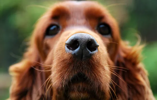 Face, macro, each, Dog, wool, nose, looks, Cocker Spaniel