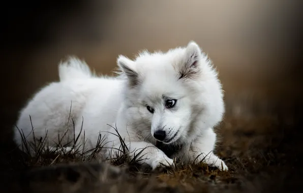 White, grass, look, pose, glade, dog, puppy, lies