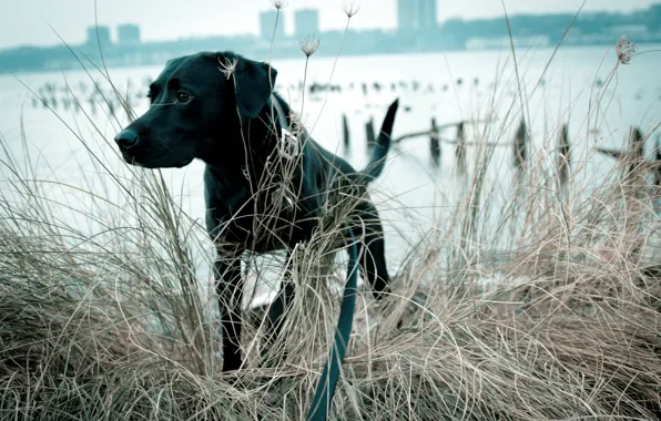 Look, background, dog