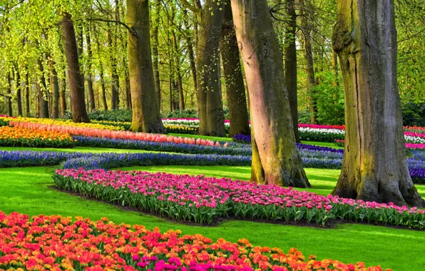 Picture flowers, Park, garden, tulips, Netherlands