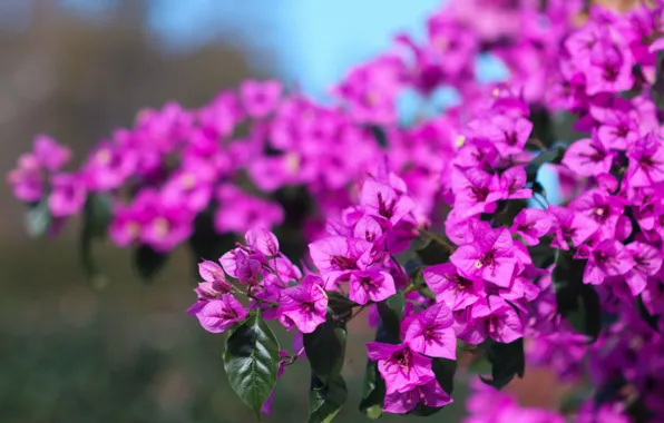 Leaves, flowers, branches, pink, flowering, bokeh, bougainvillea