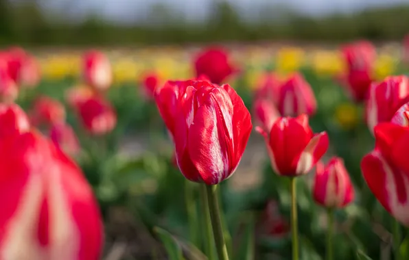 Flowers, spring, tulips, red, bokeh, plantation