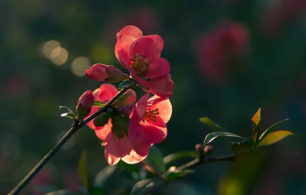 Picture macro, flowers, flower