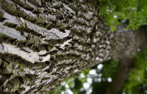 Macro, tree, moss, blur, bark