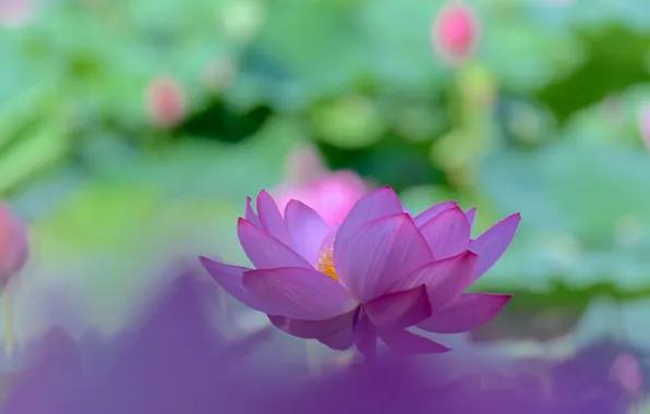 Leaves, macro, petals, Lotus