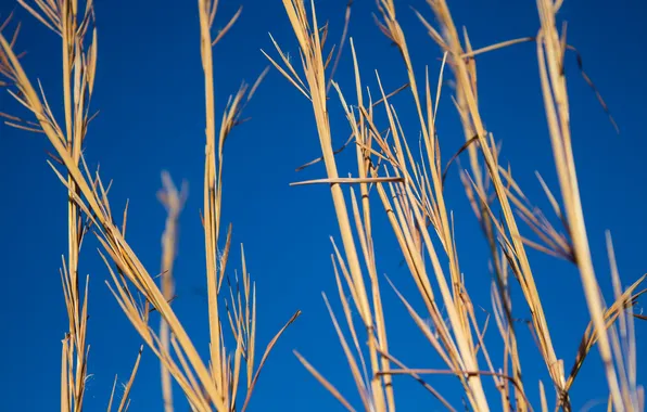 Picture the sky, macro, background, plant