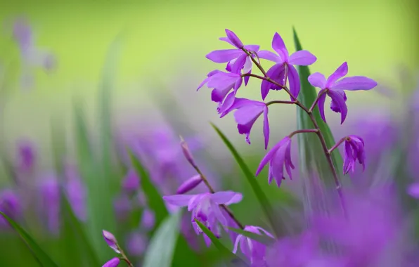 Macro, flowers, background, petals, blur, green, lilac, Bletilla