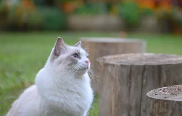 Cat, cat, background, hemp, Fleur Walton