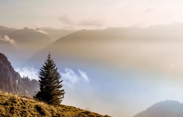 Mountains, fog, morning