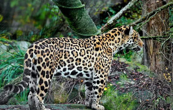 Predator, Jaguar, fauna