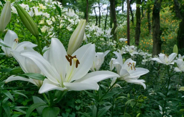 Picture flowers, Park, Lily, Japan, Japan, white, Fukuroi, Kasui Lily Garden