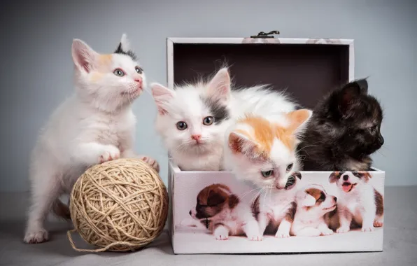 Tangle, kittens, pussies, box, box, kittens, tangle, pussies
