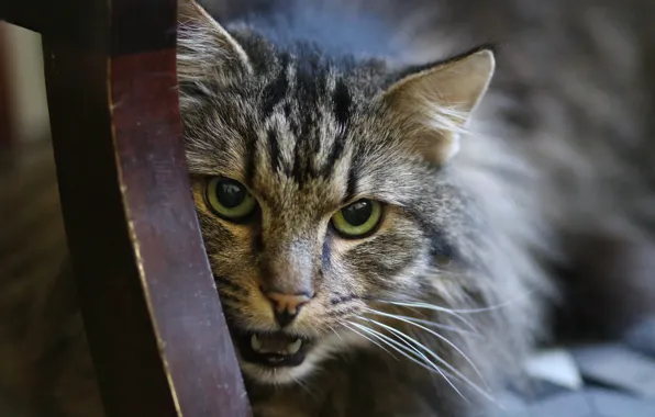 Cat, cat, look, grey, furniture, portrait, mouth, fangs