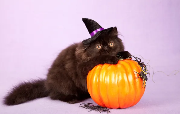 Autumn, cat, cat, look, pose, pumpkin, pumpkin, Halloween