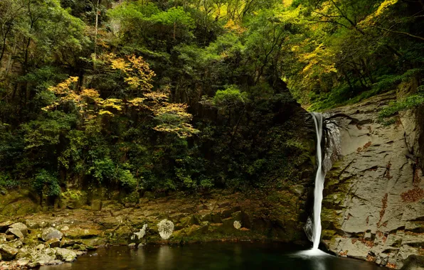 Picture forest, trees, stones, rocks, waterfall