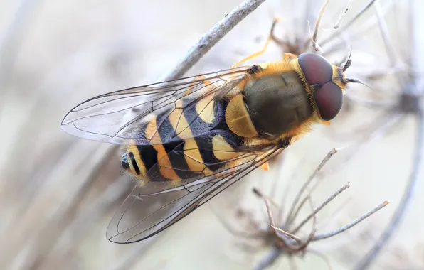 Macro, fly, background, stem, insect, striped, blurred, fly