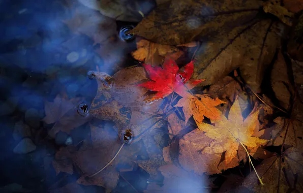 Autumn, leaves, puddle