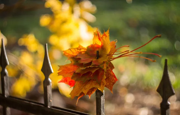 Autumn, leaves, nature, the fence, the fence, stack, maple, bokeh
