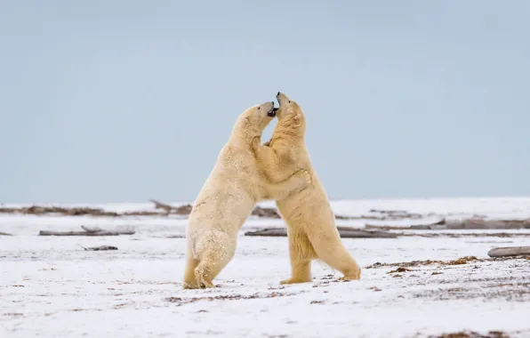 Picture nature, Battle, Polar Bear