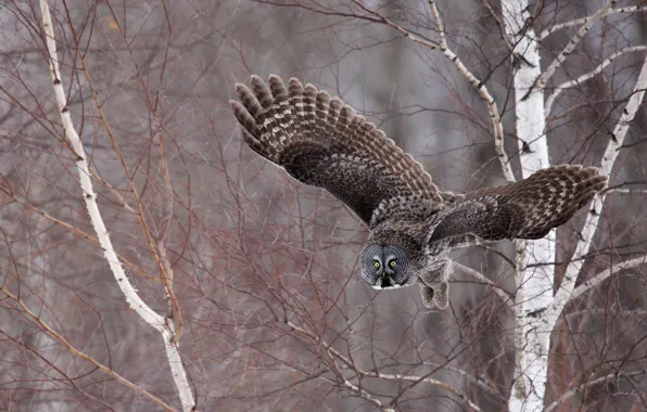 Picture forest, look, flight, branches, owl, bird, owl, wingspan