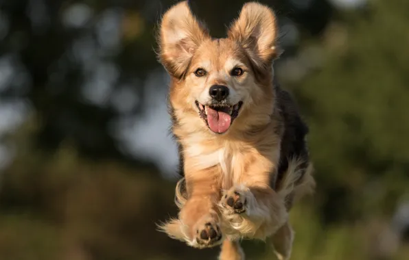 Picture joy, mood, jump, dog